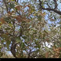 عکس/ جنگل‌های بلوط کهگیلویه و بویراحمد در آستانه نابودی!