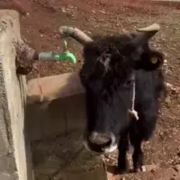 برای گاو بودن زیادی باشعوره!