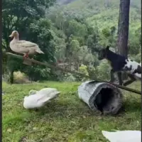 الاکلنگ‌ بازی بزی!