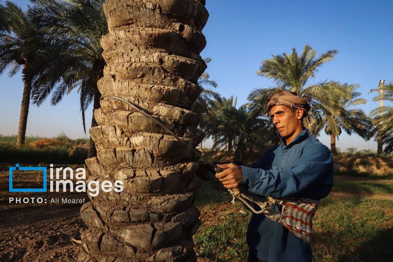 عکس/  ​​​​​​​برداشت خرما از نخلستان های کارون