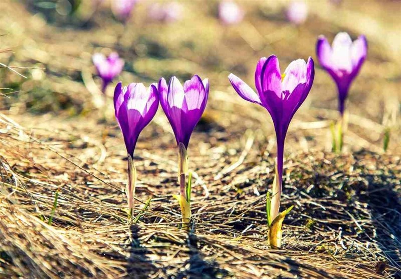 سطح زیر کشت زعفران در آذربایجان غربی به ۷۴ هکتار رسید