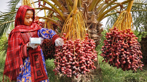 سیستان‌ و بلوچستانی‌ها سالانه چند هزار تن خرما صادر می‌کنند؟