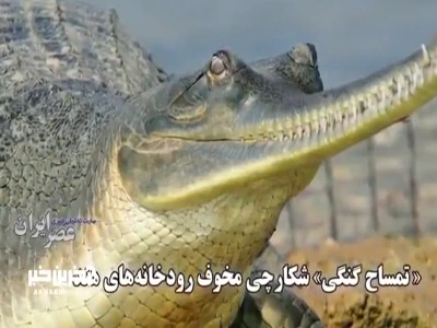 «تمساح گنگی» شکارچی مخوف رودخانه‌های هند