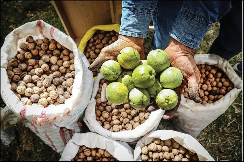 روزهای برداشت گردو؛ کام باغداران کهگیلویه و بویراحمد شیرین نمیشود!