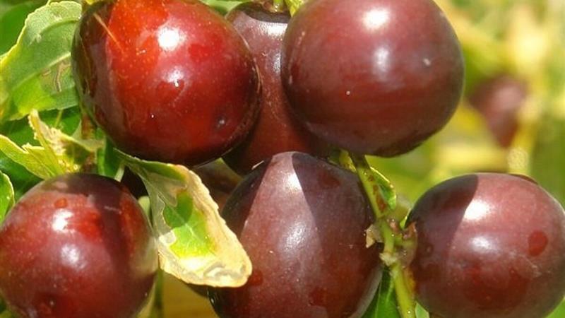 سرمایه‌گذاری در عناب؛ فرصت طلایی توسعه داروسازی خراسان جنوبی
