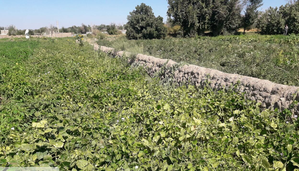 آغاز برداشت لوبیا در چهارمحال و بختیاری