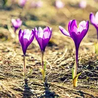 سطح زیر کشت زعفران در آذربایجان غربی به ۷۴ هکتار رسید