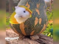 غذا خوردن خرگوش بامزه