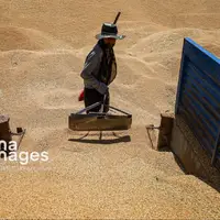 ۹۵ درصد مطالبات گندم‌کاران استان کرمانشاه پرداخت شده است