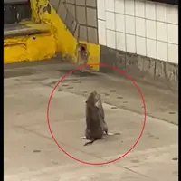 مبارزه جالب دو موش در ایستگاه مترو با حرکات کونگ‌فو