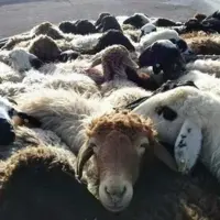 جریمه ۹۲۵ میلیونی قاچاقچیان دام در دشتی