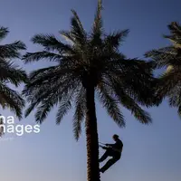 عکس/  ​​​​​​​برداشت خرما از نخلستان های کارون