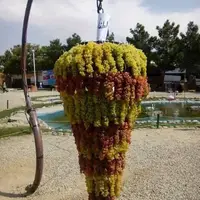 آغاز هشتمین جشنواره انگور در ارومیه