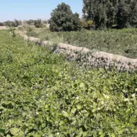 آغاز برداشت لوبیا در چهارمحال و بختیاری