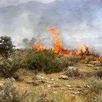 شعله‌های انسانی در دل میانکاله؛ ۸ هکتار از پوشش گیاهی سوخت!