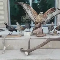 شناسایی متخلف تاکسیدرمی جانوران وحشی در شهرضا