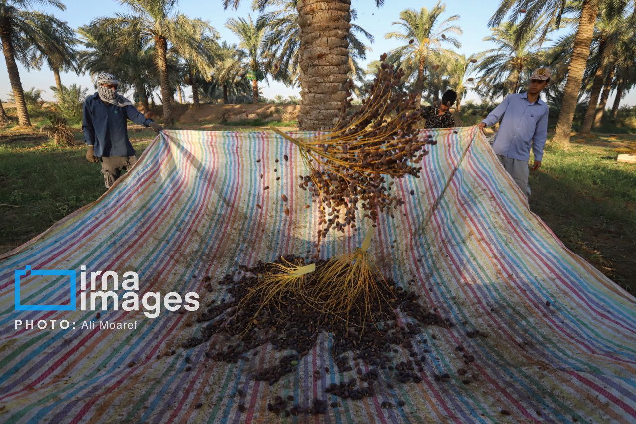 عکس/  ​​​​​​​برداشت خرما از نخلستان های کارون