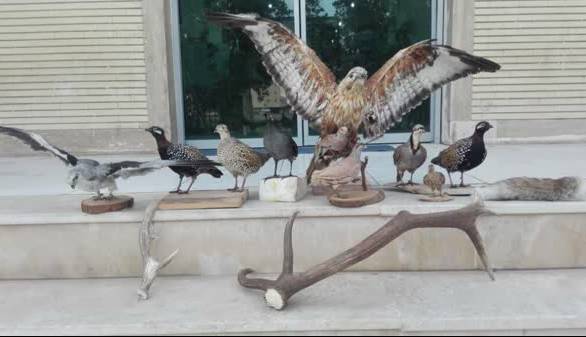 شناسایی متخلف تاکسیدرمی جانوران وحشی در شهرضا