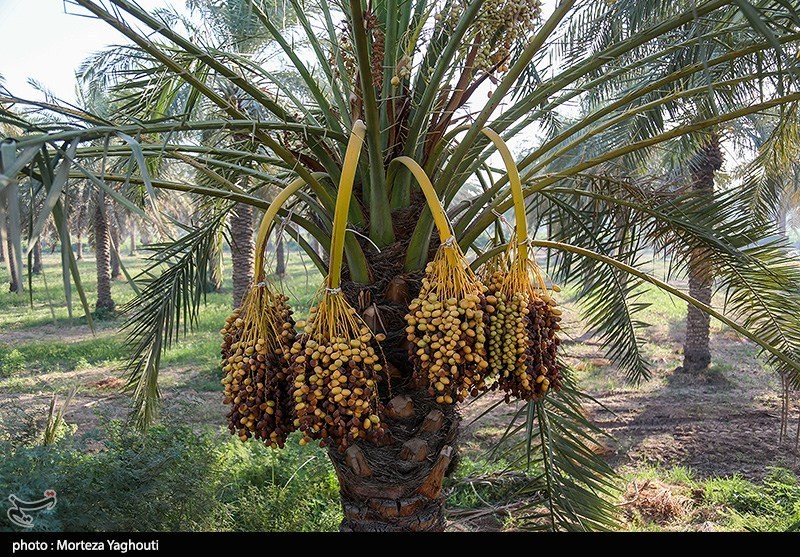 برداشت خرما از نخلستان‌های غزاویه