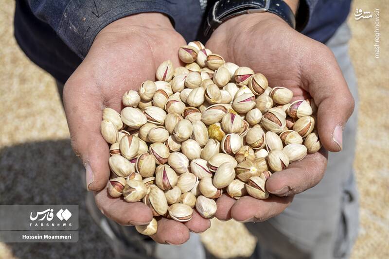 عکس/ برداشت پسته در خراسان‌شمالی