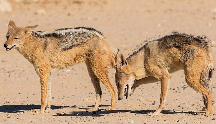 شغال زخمی بعد از ۶ ماه تیمار به طبیعت بندر خمیر بازگشت