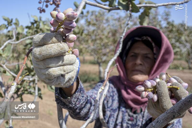 عکس/ برداشت پسته در خراسان‌شمالی
