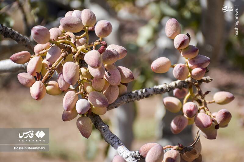 عکس/ برداشت پسته در خراسان‌شمالی