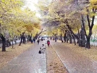  چهار فصل زیبای خیابان تاریخی چهارباغ اصفهان