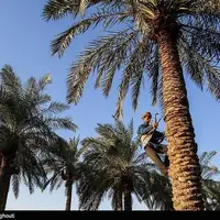 برداشت خرما از نخلستان‌های غزاویه