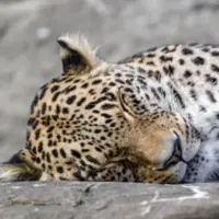  شیر ماده، پلنگ خفته را به وحشت انداخت
