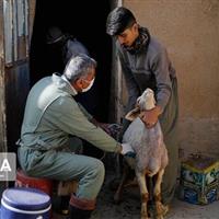 بیش از ۲۵ هزار راس دام در کردستان واکسینه شدند