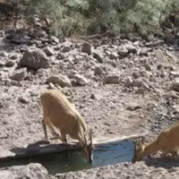 ساخت آبشخور، تپش زندگی در قلب طبیعت تشنه