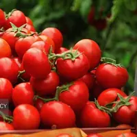 پرداخت ۱۰۰ درصدی بهای گوجه فرنگی خریداری شده از کشاورزان گلستانی