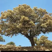 فریاد خاموش بلوط‌های زاگرس