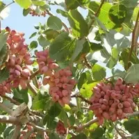 کوهدشت در صدر تولید پسته لرستان؛ پسته ناجی کشاورزی کوهدشت شد