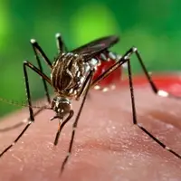‌تب دنگی ‌در جنوب ایران به مرحله خطرناکی رسید‌