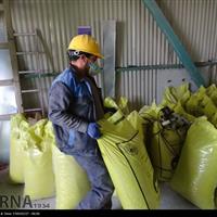 بخش قابل توجهی از نیازهای خوراک دام در داخل کشور قابل تامین است