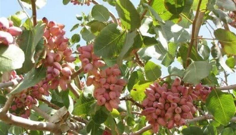 کوهدشت در صدر تولید پسته لرستان؛ پسته ناجی کشاورزی کوهدشت شد
