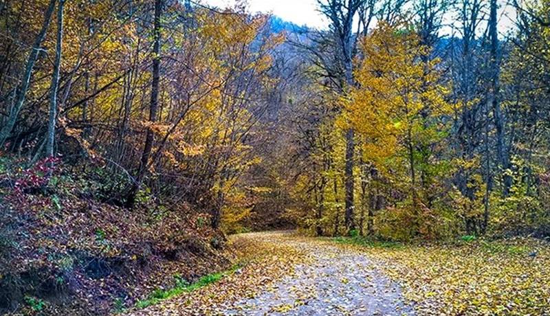 ۲۰ گردشگر گم‌شده در جنگل‌های لفور پیدا شدند
