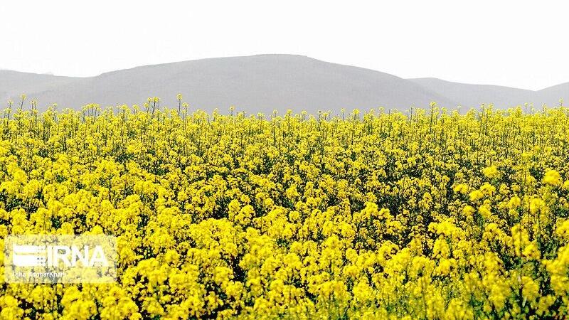 دیمزارهای سودآور در شرق سمنان، کشت سه هزار هکتار کاملینا و کلزا