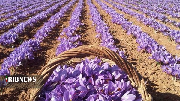 سود ۹۰ درصدی دلالها از زعفران تولیدی لرستان!