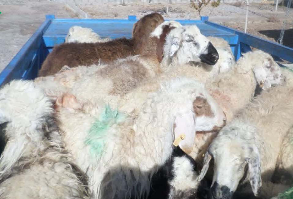کشف بیش از 100 رأس دام زنده قاچاق در غرب هرمزگان