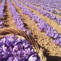 سود ۹۰ درصدی دلال‌ها از زعفران تولیدی لرستان!