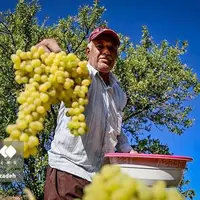 انگور مشگین‌ شهر 