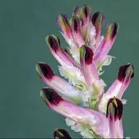 عوارض مصرف کاسنی و شاتره!