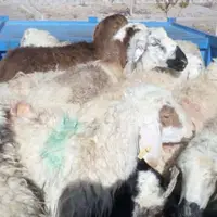 کشف بیش از 100 رأس دام زنده قاچاق در غرب هرمزگان