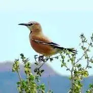 فیلم آهسته لحظه فرود زاغ‌ بور