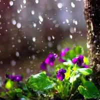 هوای خنک در گیلان ماندگار شد
