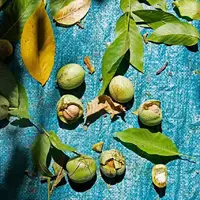 کشت گردو به ۱۱ هکتار باغ در گیلان افزایش یافت