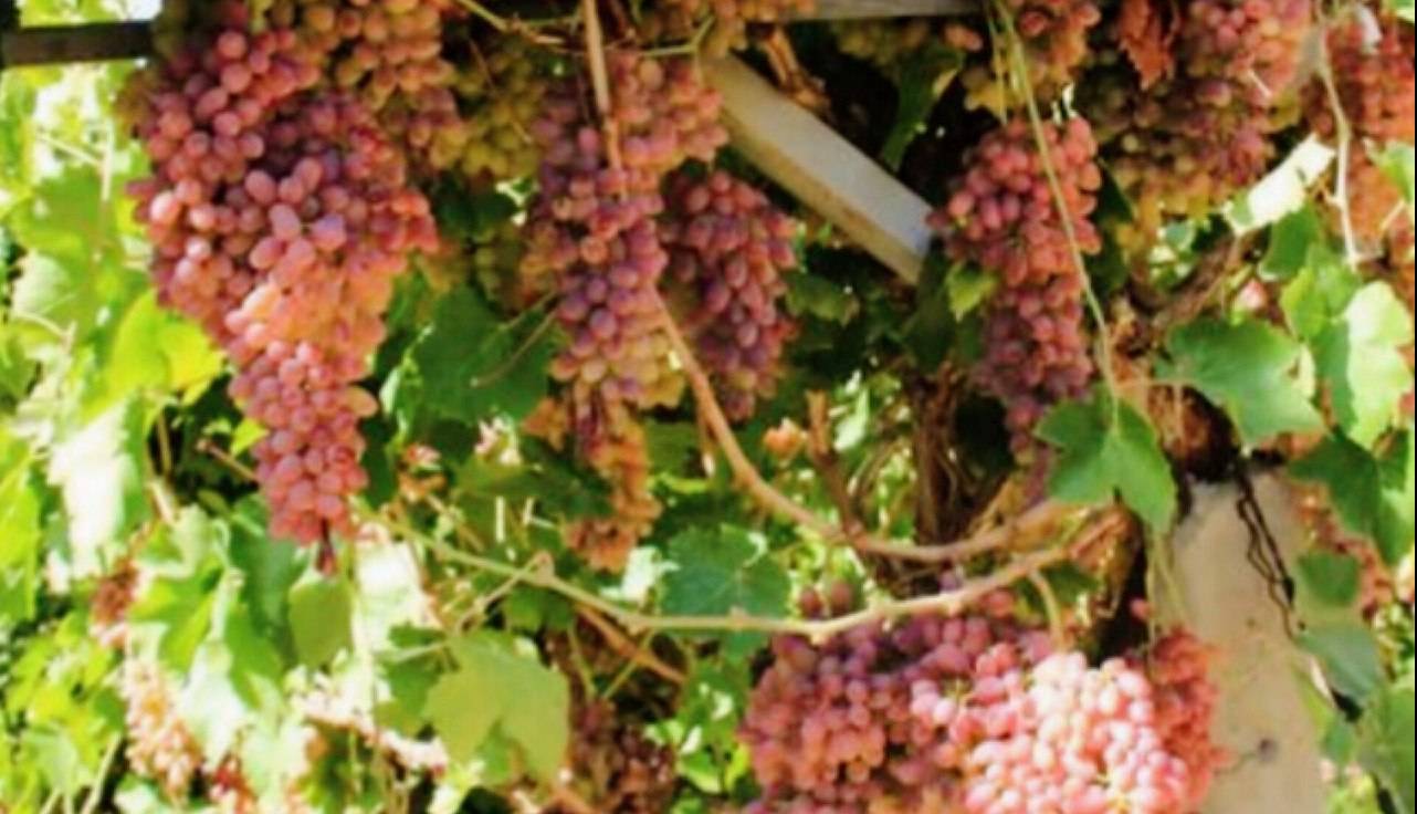 تحول باغات انگور استان از سنتی به تجاری